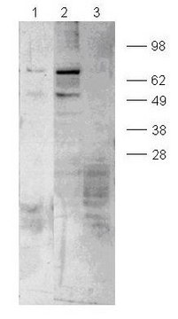 PhosphoDetect Anti-Paxillin (pSer&#185;&#8311;&#8312;) Rabbit pAb liquid, Calbiochem&#174;