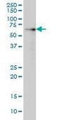 Monoclonal Anti-AKT1 antibody produced in mouse clone 2H1, purified immunoglobulin, buffered aqueous solution