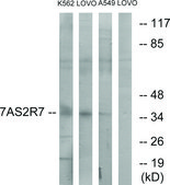 Anti-TAS2R7 antibody produced in rabbit affinity isolated antibody