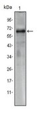 Anti-CRTC1 Antibody, clone 1B5 ascites fluid, clone 1B5, from mouse