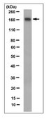 Anti-Cas9 Antibody, clone 7A9 clone 7A9, from mouse