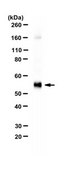 Anti-VGluT2 Antibody serum, from guinea pig