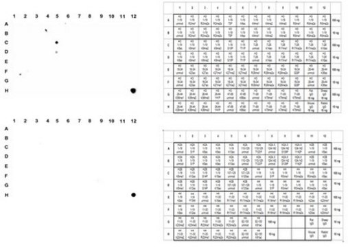 Anti-phospho-Histone H3 (Ser10) Antibody, clone 63-1C-8, Recombinant clone 63-1C-8, from rabbit