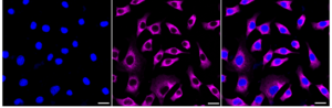 Anti MAS1L Antibody, clone 24GB140, Rabbit Monoclonal clone 24GB140, recombinant rabbit monoclonal, expressed in HEK293 cells