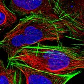 Anti-CLK4 antibody produced in rabbit Prestige Antibodies® Powered by Atlas Antibodies, affinity isolated antibody, buffered aqueous glycerol solution
