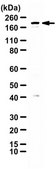 Anti-GLI2 from rabbit, purified by affinity chromatography