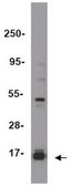 ChIPAb+ Trimethyl-Histone H3 (Lys27) - ChIP Validated Antibody and Primer Set from rabbit, purified by using Protein A