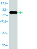 Monoclonal Anti-EIF2B2 antibody produced in mouse clone 5B12-E10, purified immunoglobulin, buffered aqueous solution