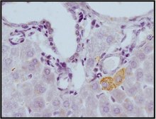 Anti-NOX4 Antibody from rabbit