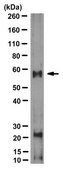 Anti-CYP26C1 Antibody, clone T6P1C7*E7 clone T6P1C7*E7, from mouse