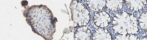 Anti-UDP-Galactose Transporter Antibody, clone 1H10.1 clone 1H10.1, from mouse