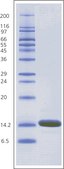 Lysozyme from chicken egg white BioUltra, lyophilized powder, ≥98% (SDS-PAGE), ≥40,000 units/mg protein