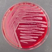 Burkholderia cepacia Selective Agar NutriSelect® Prime, USP/NF, powder, suitable for microbiology, pack of 500 g