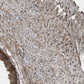 Anti-DNAJC2 antibody produced in rabbit Prestige Antibodies® Powered by Atlas Antibodies, affinity isolated antibody, buffered aqueous glycerol solution