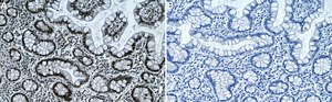 Anti-PPARα Antibody, clone 4G22 ZooMAb® Rabbit Monoclonal recombinant, expressed in HEK 293 cells
