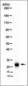 Anti-Rab7A, clone 5G8.1 Antibody clone 5G8.1, 0.5 mg/mL, from mouse