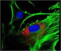 Anti-LBPA Antibody, clone 6C4 clone 6C4, from mouse