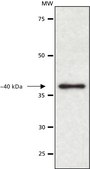 Anti-Paraoxonase 1 (PON1) antibody produced in rabbit ~1 mg/mL, affinity isolated antibody, buffered aqueous solution