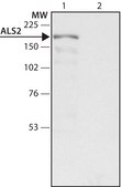 Anti-ALS2 (N-terminal region) antibody produced in rabbit ~1.5 mg/mL, affinity isolated antibody
