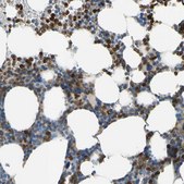 Anti-SIGLEC5 antibody produced in rabbit Prestige Antibodies® Powered by Atlas Antibodies, affinity isolated antibody, buffered aqueous glycerol solution