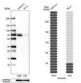 Anti-PICALM antibody produced in rabbit Prestige Antibodies® Powered by Atlas Antibodies, affinity isolated antibody, buffered aqueous glycerol solution, Ab1