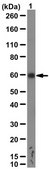 Anti-phospho-AMPK1 (Thr174) Antibody from rabbit, purified by affinity chromatography