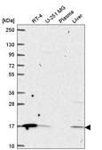 Anti-ORMDL1 antibody produced in rabbit Prestige Antibodies® Powered by Atlas Antibodies, affinity isolated antibody