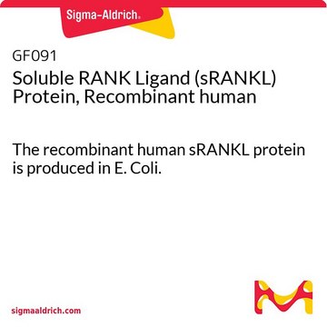 Proteína ligando soluble de RANK (sRANKL), recombinante humana The recombinant human sRANKL protein is produced in E. Coli.