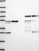 Anti-AGFG2 antibody produced in rabbit Prestige Antibodies® Powered by Atlas Antibodies, affinity isolated antibody, buffered aqueous glycerol solution