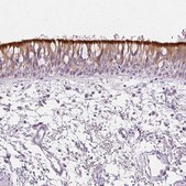 Anti-ROPN1L antibody produced in rabbit affinity isolated antibody, buffered aqueous glycerol solution