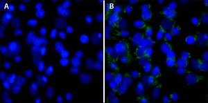 DAPI, dilactate ≥98% (HPLC)