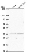 Anti-LDB2 antibody produced in rabbit Prestige Antibodies® Powered by Atlas Antibodies, affinity isolated antibody