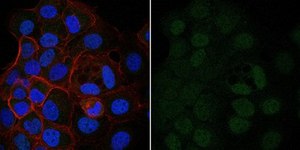 Anti-Bin1 Antibody, clone 99D Antibody, Alexa Fluor™ 488 Conjugate from mouse, ALEXA FLUOR™ 488