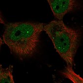 Anti-ELF4 antibody produced in rabbit Prestige Antibodies® Powered by Atlas Antibodies, affinity isolated antibody