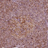 Anti-NDUFB10 antibody produced in rabbit Prestige Antibodies® Powered by Atlas Antibodies, affinity isolated antibody