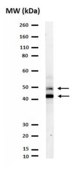 Anti-NeuN Antibody from chicken, purified by affinity chromatography