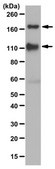 Anti-IGF-IRα subunit Antibody from chicken, purified by affinity chromatography
