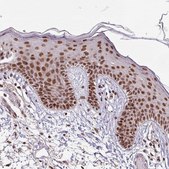 Anti-SRSF2 antibody produced in rabbit Prestige Antibodies® Powered by Atlas Antibodies, affinity isolated antibody, buffered aqueous glycerol solution