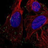 Anti-VCL antibody produced in rabbit Prestige Antibodies® Powered by Atlas Antibodies, affinity isolated antibody