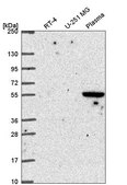 Anti-SPRED1 antibody produced in rabbit Prestige Antibodies® Powered by Atlas Antibodies, affinity isolated antibody