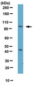 Anti-Neurotrypsin Antibody from rabbit, purified by affinity chromatography