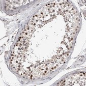 Anti-GCNA antibody produced in rabbit Prestige Antibodies® Powered by Atlas Antibodies, affinity isolated antibody, buffered aqueous glycerol solution