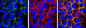 Anti-Integrin α2β1 Antibody, clone BHA2.1, azide free clone BHA2.1, Chemicon®, from mouse
