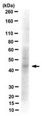 Anti-Apelin Receptor/APJ, clone 3C3-7 Antibody clone 3C3-7, from mouse