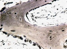 Anti-Osteonectin Antibody serum, Chemicon®