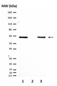 Anticorps anti-récepteur aux œstrogènes&nbsp;α from rabbit, purified by affinity chromatography