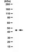 Anti-CREB Antibody Upstate®, from rabbit
