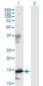 Monoclonal Anti-EIF5A antibody produced in mouse clone 8C1, purified immunoglobulin, buffered aqueous solution