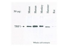 Anti-TRF1 Antibody, clone BED5 57-6 clone BED5 57-6, Upstate®, from mouse