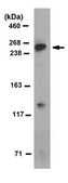 Anti-Nesprin-2 Antibody, clone K20-478 clone K20-478, from mouse
